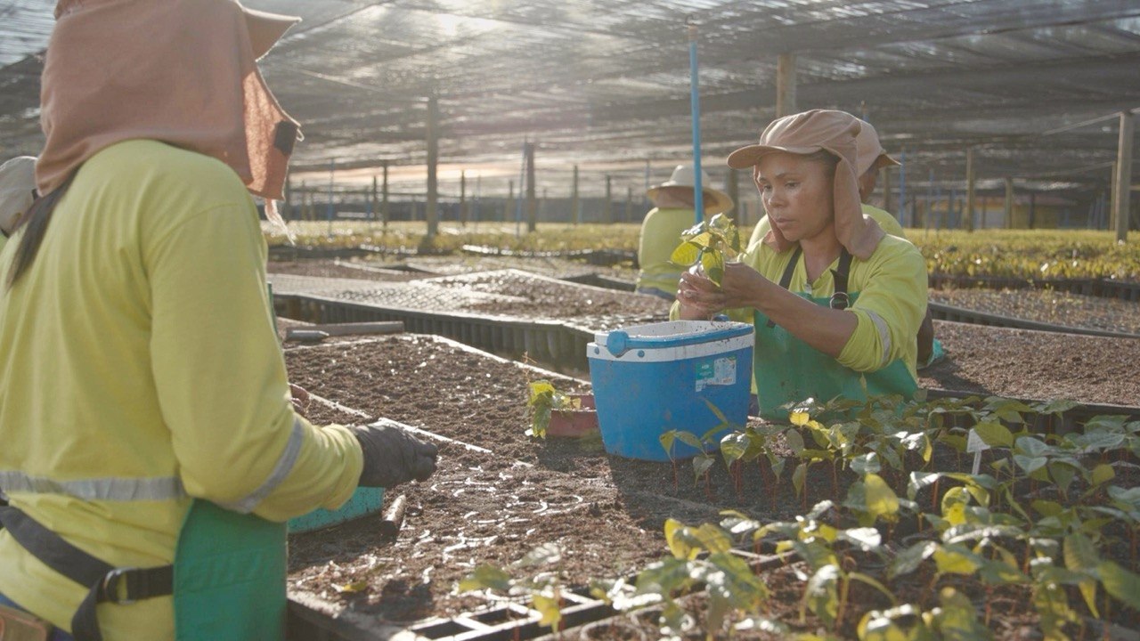Workers planting pernambuco seedlings in a nursery in Brazil's Atlantic Forest